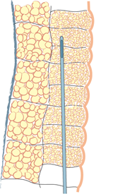 lipofilling in general 1b