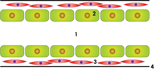 Représentation schématique d’un canal galactophore