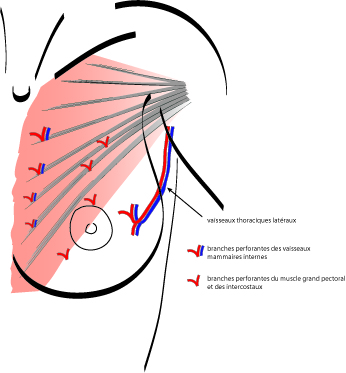 Anatomie